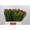 Leucadendron Laurel Yellow