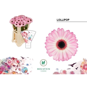 Germini Lollipop Water