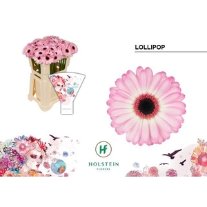 Germini Lollipop Water