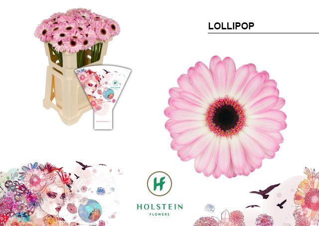 <h4>Germini Lollipop Water</h4>