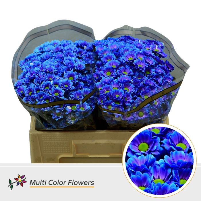 <h4>Chr. San 'Bowie' Colored NORTHERN LIGHT</h4>