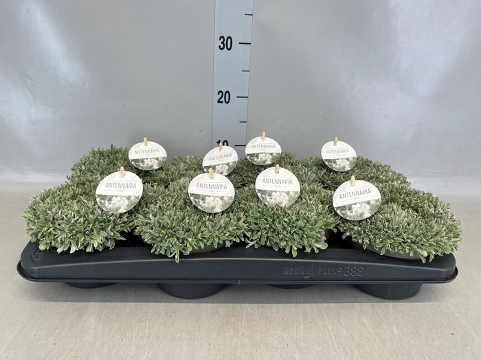 <h4>Antennaria dioica</h4>