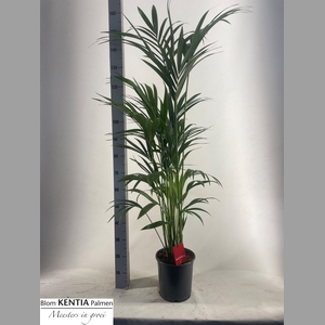 HOWEA FORSTERIANA