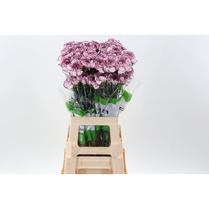 Dianthus ST 'Damascus'