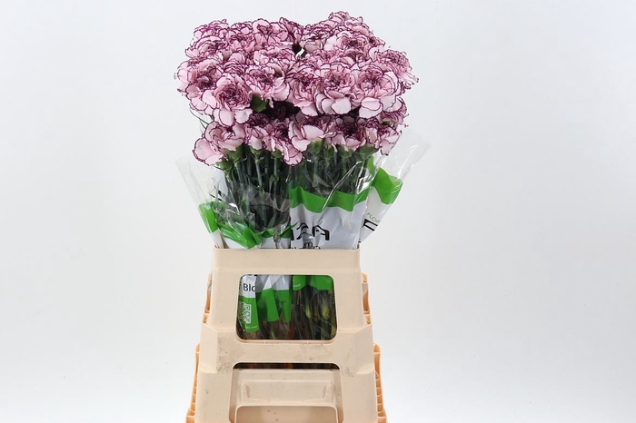 <h4>Dianthus ST 'Damascus'</h4>