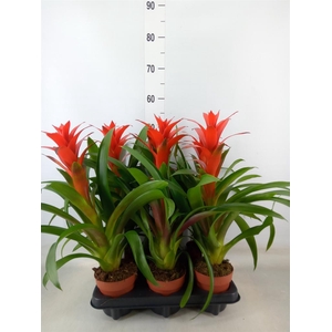 Guzmania  'Ostara'