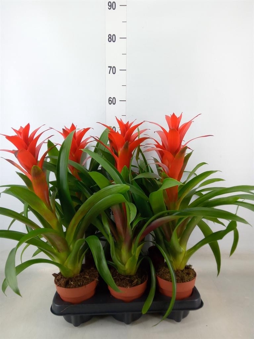 <h4>Guzmania  'Ostara'</h4>