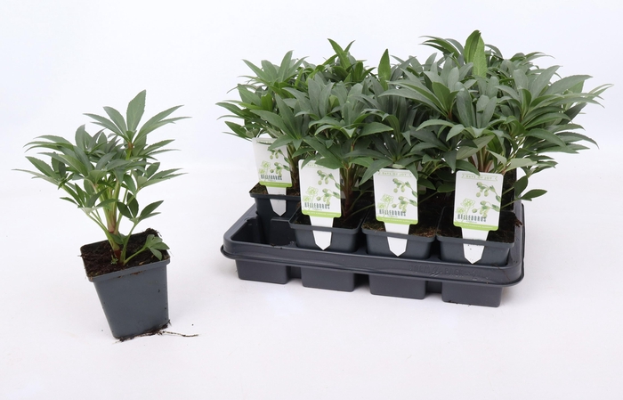 <h4>Helleborus foetidus 9 cm</h4>