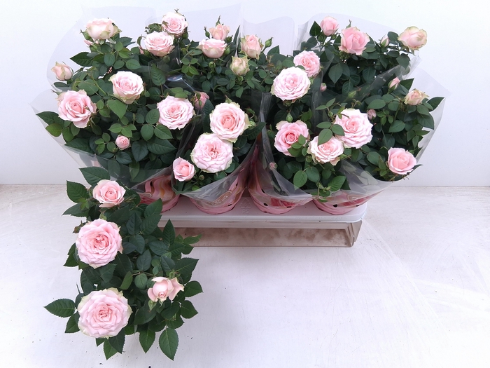 <h4>RO FAV RO PINK</h4>