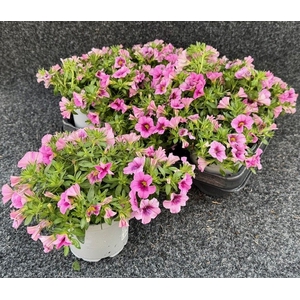 CALIB CA ROSE