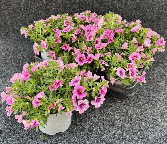 <h4>CALIB CA ROSE</h4>