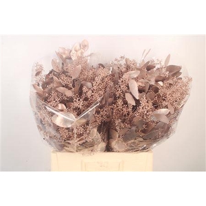 Euca Populus Berry V Champagne