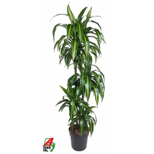 Dracaena fragrans 'Hawaiian Sunshine' (toef)