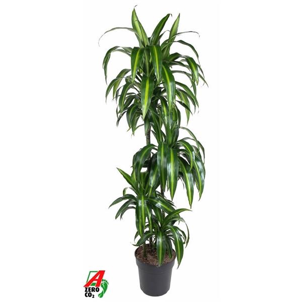 <h4>Dracaena fragrans 'Hawaiian Sunshine' (toef)</h4>