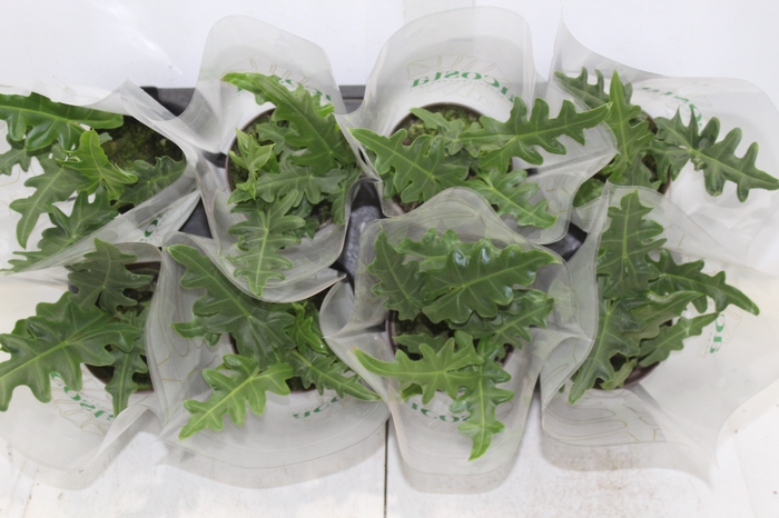 <h4>ALOCASIA PORTEI P12</h4>