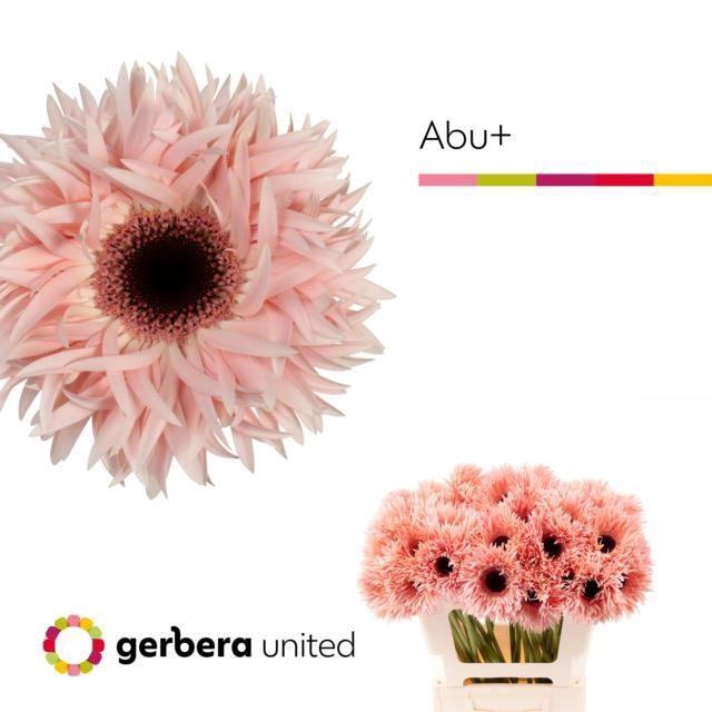<h4>GERBERA ABU+ GE GS ABU+</h4>