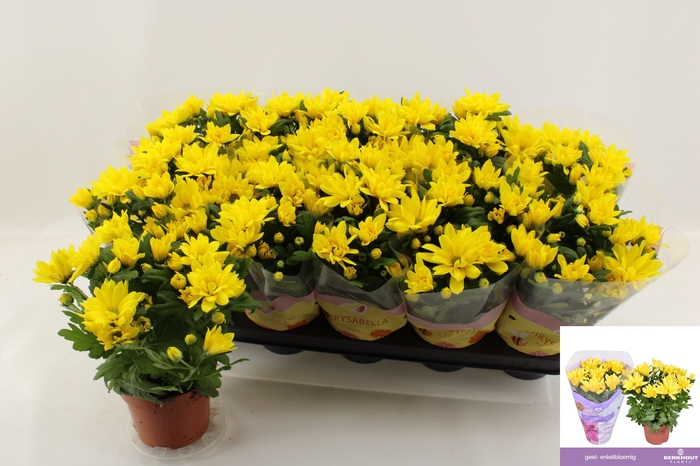 <h4>CHRYS HEAT YELLOW</h4>