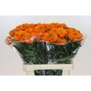 Tagetes Marigold Promise Orange