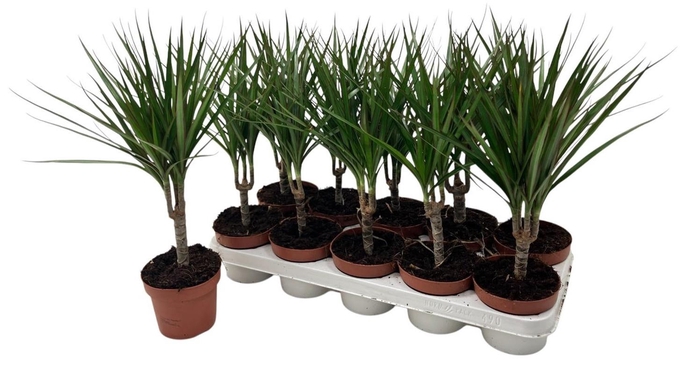 <h4>DRA MARGINATA</h4>