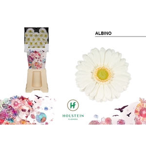 GE MI DIAMOND ALBINO