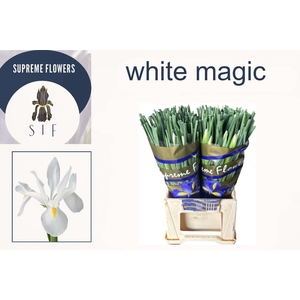 IRIS WHITE MAGIC