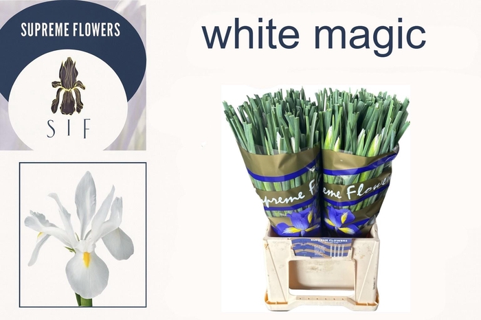 <h4>IRIS WHITE MAGIC</h4>