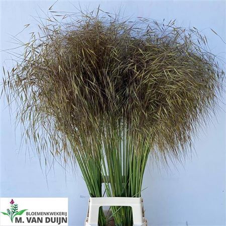 <h4>Siergras Stipa Gigantea</h4>