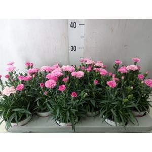 Dianthus  'I Love U'