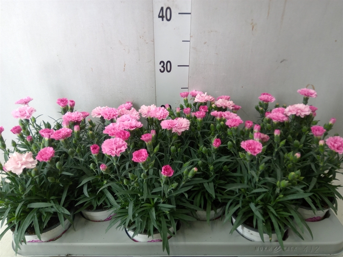 <h4>Dianthus  'I Love U'</h4>