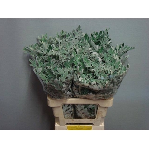 JACOBAEA MARITIMA