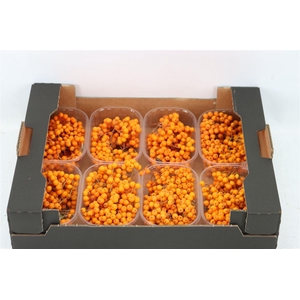 Sier Sorbusbes Creme X8