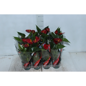 ANTHURIUM RED SUCCESS P09
