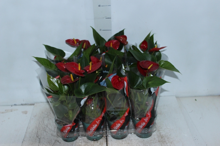 <h4>ANTHURIUM RED SUCCESS P09</h4>