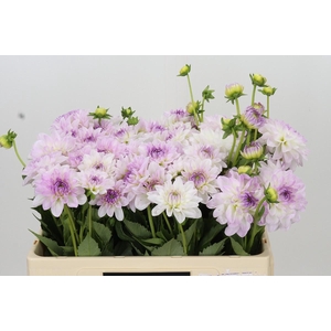 Dahlia Eveline