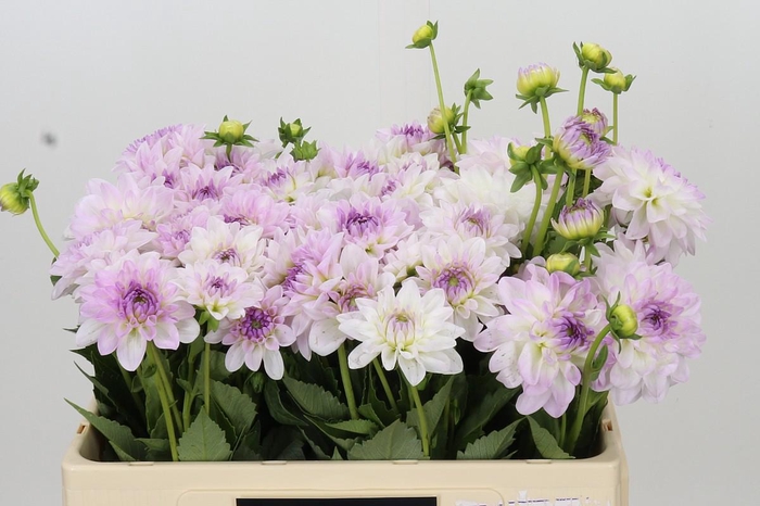 <h4>Dahlia Eveline</h4>