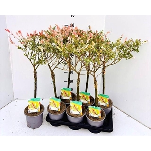 SALIX IN HAKURO NISH