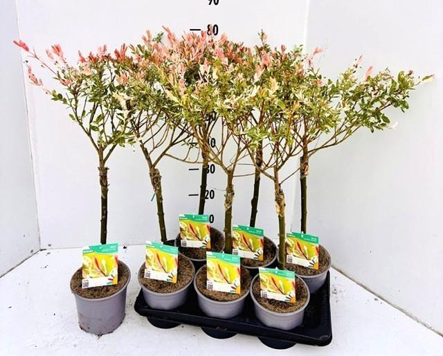 <h4>SALIX IN HAKURO NISH</h4>