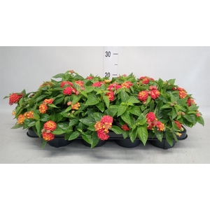 Lantana camara 'Bandana Red I'