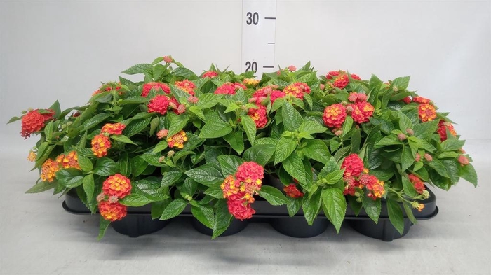 <h4>Lantana camara 'Bandana Red I'</h4>