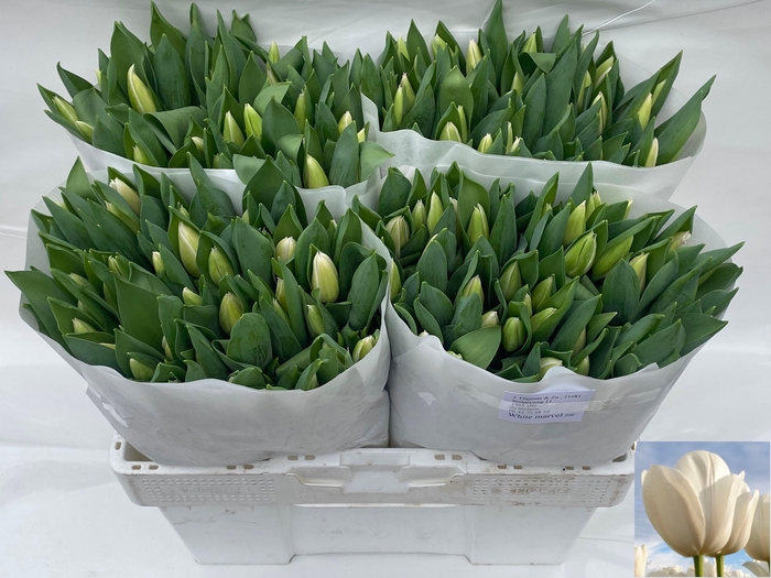 <h4>TU EN WHITE MARVEL</h4>