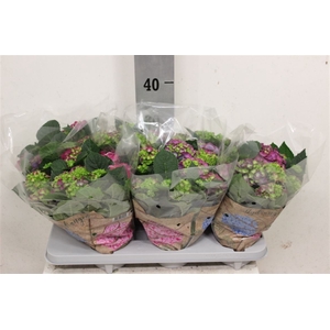 Hydr Ningbo Paars 5+