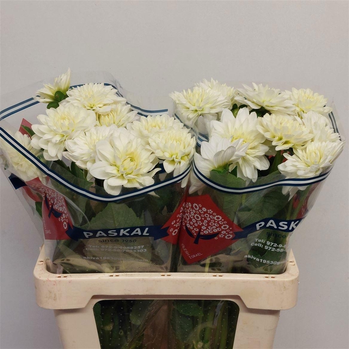 <h4>DAHL WHITE BALLET</h4>