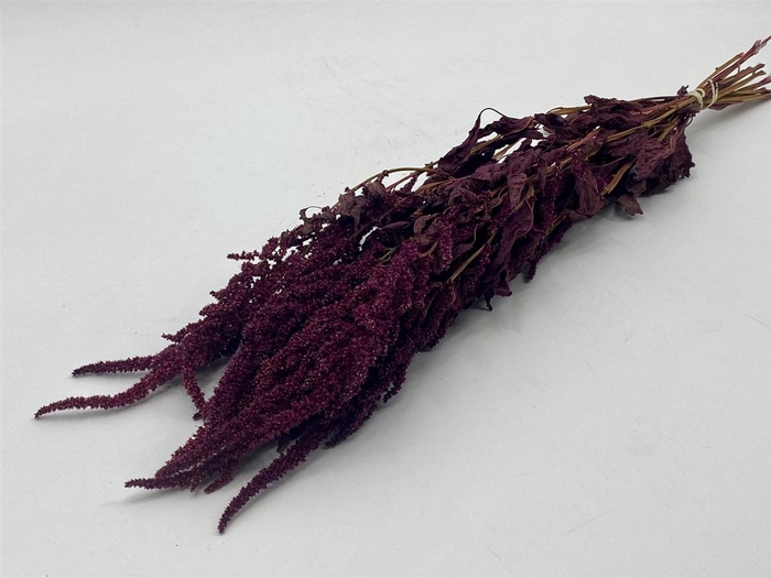 Dried Amaranthus Red Bunch