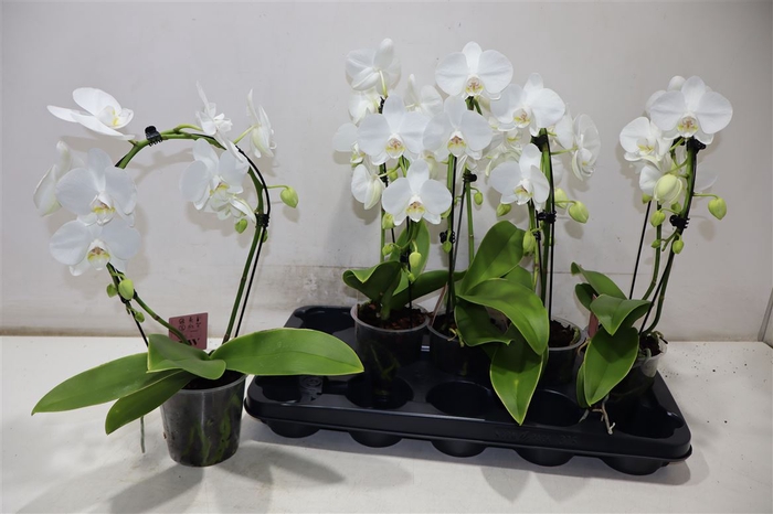 <h4>Phal Ov Wit</h4>