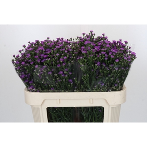 Aster Baby Pink