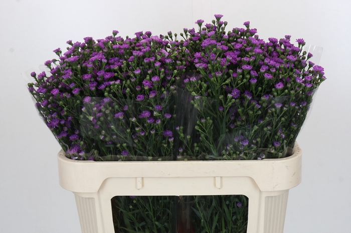 Aster Baby Pink