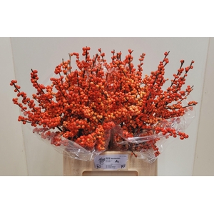 ILEX VE OUDIJ ORANGE