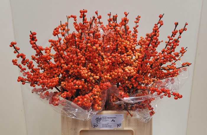 <h4>ILEX VE OUDIJ ORANGE</h4>