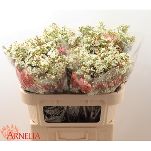 Chamelaucium Dawn Pearl