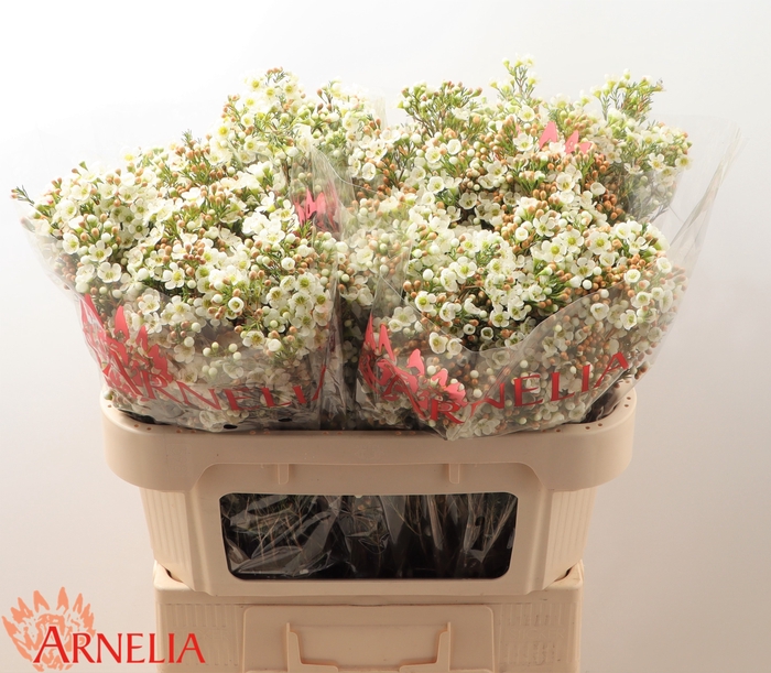 <h4>Chamelaucium Dawn Pearl</h4>